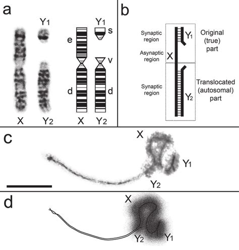 A G Banded Sex Chromosomes In The Male Common Shrew Left And Ideogram Download Scientific