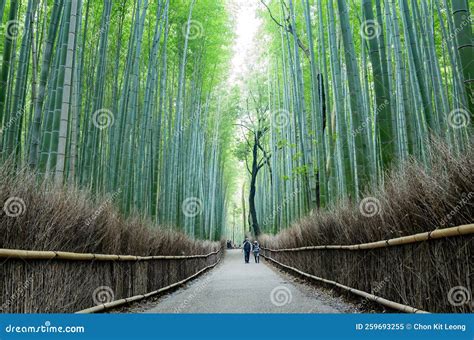 Daytime View of the Arashiyama Bamboo Forest Editorial Image - Image of ...