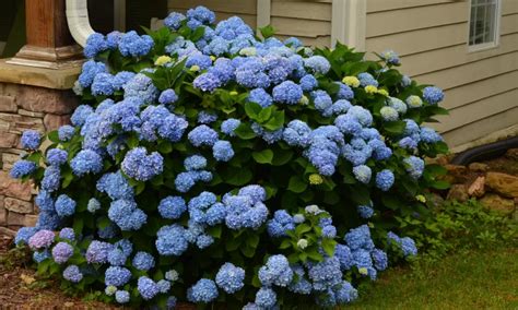 Hydrangea Mophead Pike Nurseries