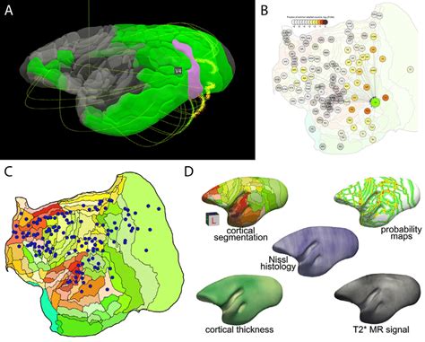 Marmoset Atlases A B Example Visualizations Available On The Website Download Scientific