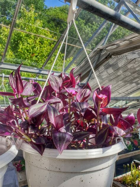 Kaffesladder Tradescantia Zebrina Fuchsiahaven