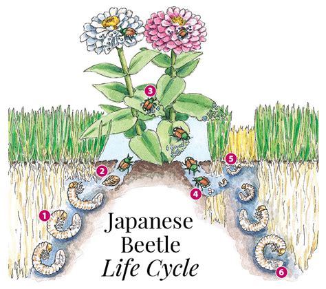 Japanese Beetle Life Cycle Chart