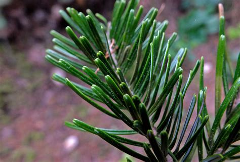 Abies grandis (Pinaceae) image 125060 at PhytoImages.siu.edu