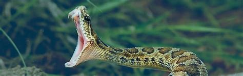 7 Of The Most Dangerous Snakes In Costa Rica Incostarica