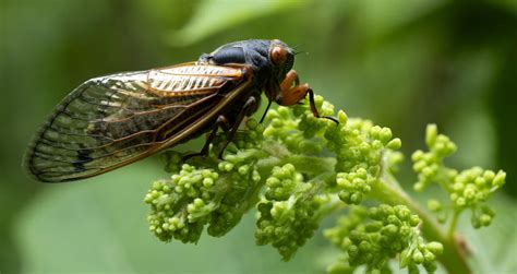 Cicadas 2024 See Photos Of The Rare Double Brood Emergence