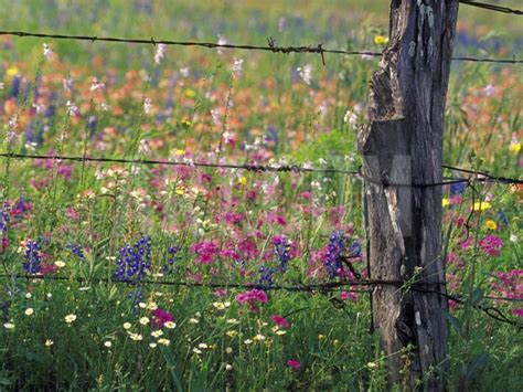 Fence Post And Wildflowers Lytle Texas Usa Photographic Print