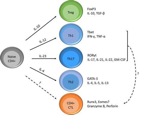 Differentiation Possibilities Of Naïve Cd4 T Cells And Formation Of Download Scientific