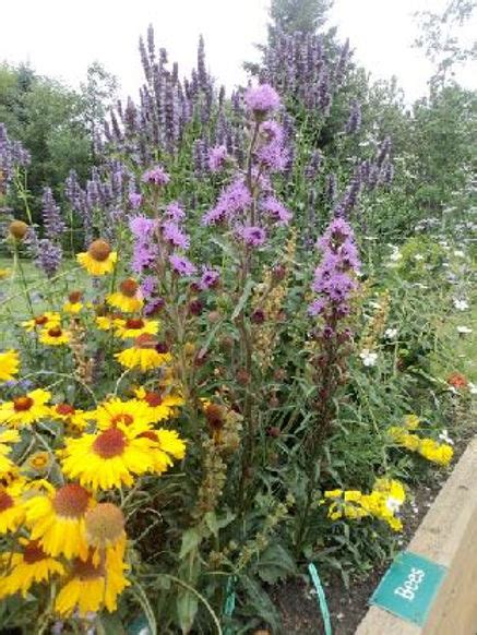 Habitat Garden in St. Albert Botanic Park