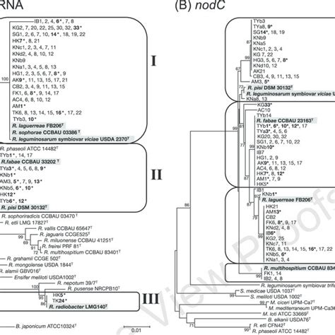 Phylogenetic Trees For 16S RRNA A And NodC B Gene Sequences Of