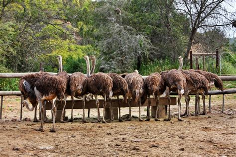 Ostrich-Africa-7 - World Adventurists