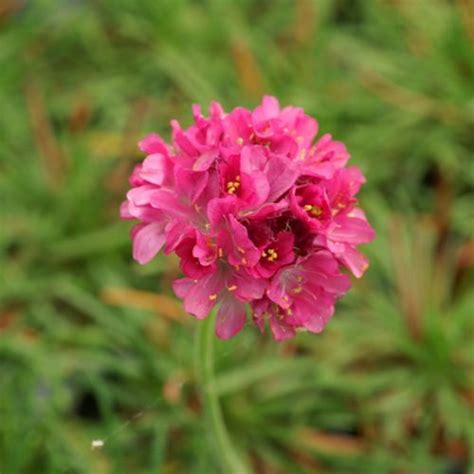 Plantes Vivaces ARMERIA Maritima Dusseldorfer Stolz Gazon D Espagne