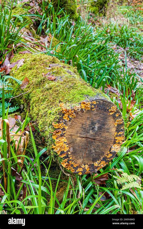 Musgo que crece en los troncos de los árboles fotografías e imágenes de