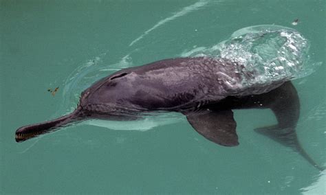 Wildlife - Ganges River Pollution