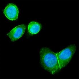 Erbb Her Antibody Hu Alexa Fluor Fab G Novus Biologicals