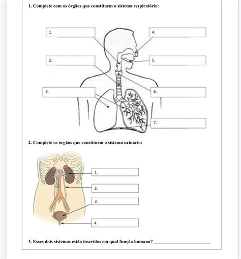 Atividades Sobre O Sistema Respiratorio 5 Ano