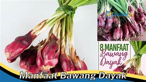 Bikin Penasaran Ketahui 8 Manfaat Bawang Dayak Yang Jarang Diketahui