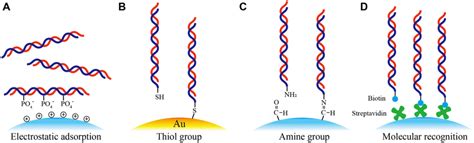 Schematics Of Various Dna Immobilization Methods A Dna Immobilized Download Scientific