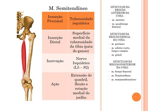 ANATOMIA HUMANA FUNCIONAL Ppt Carregar