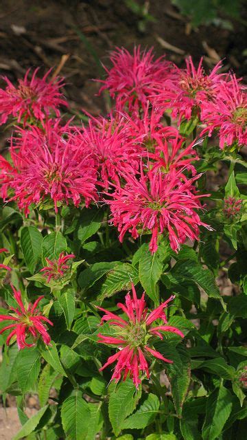 Monarda Didyma Coral Reef Lamiales By Dicentra Coastal