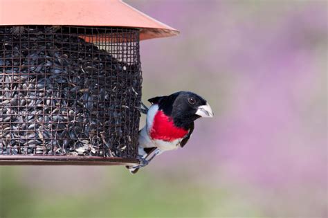 The Best Bird Feeders For Sunflower Seeds Top Picks