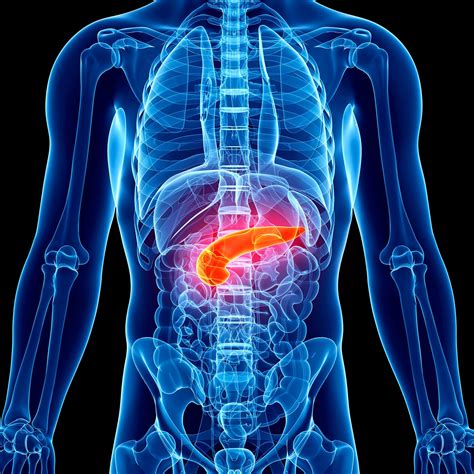 Anatomia Do Pancreas Humano Anatomy And Histology Of The Pancreas