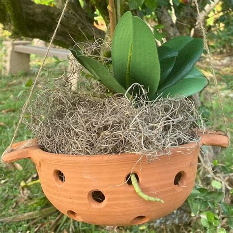 Large Dutch Pot Style Orchid Terracotta Planter, Holes for Root Health ...