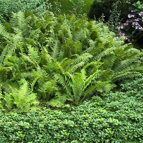 Ostrich Fern Matteuccia Shade Plants Ostrich Fern Shade Perennials