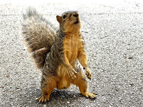 Squirrel attack, revisited. - by Cynthia W. Gentry