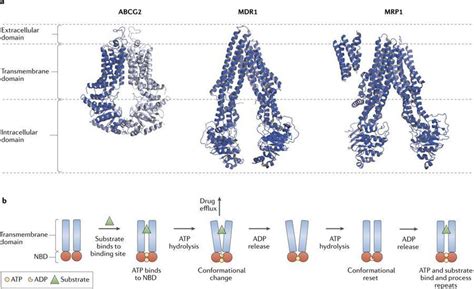 A Structural Comparison Of Abc Transporters Abcg Mdr Abcb And