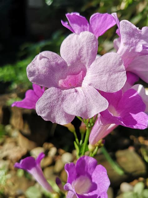 Hardy Gloxinia Flowers Plant Pink Free Photo On Pixabay Pixabay