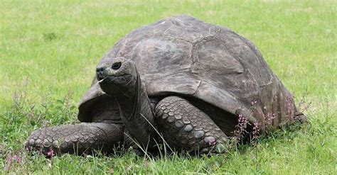 Historical Events Jonathan The Tortoise Has Lived Through