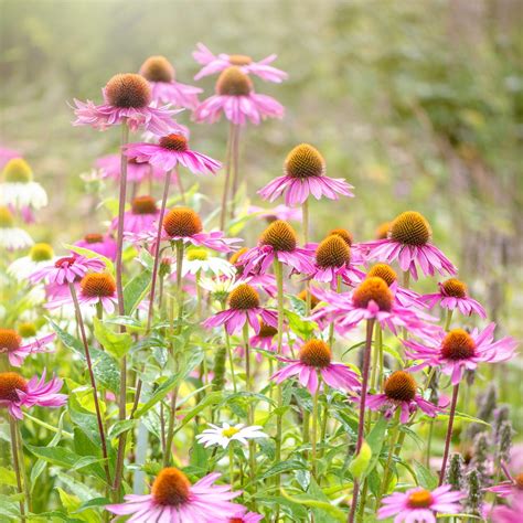 17 Best Plants for Hot Weather - Heat-Loving Plants