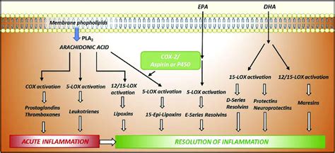 Metabolic pathways of bioactive lipids production. While all ...