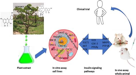 A Systematic Analysis Of Anti Diabetic Medicinal Plants From Cells To