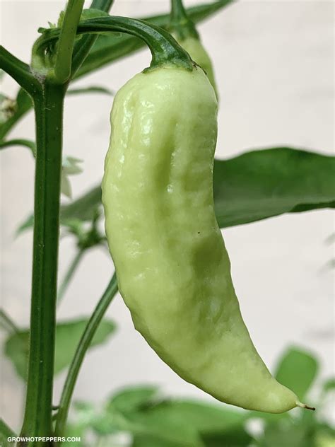 Ghost Pepper Plant Scoville, Colors And [Updated] Grow Guide