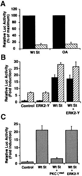 Inhibition Of Pi Kinase Abrogates Small T Induced Activation Of Pkc