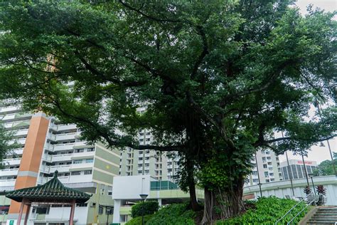 A History Of Singapore In 7 Trees Yes Trees