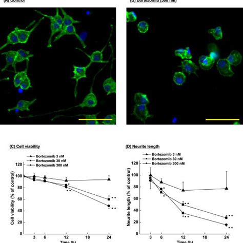 Effects Of Bortezomib On Cell Viability And Neurite Outgrowth In Pc12