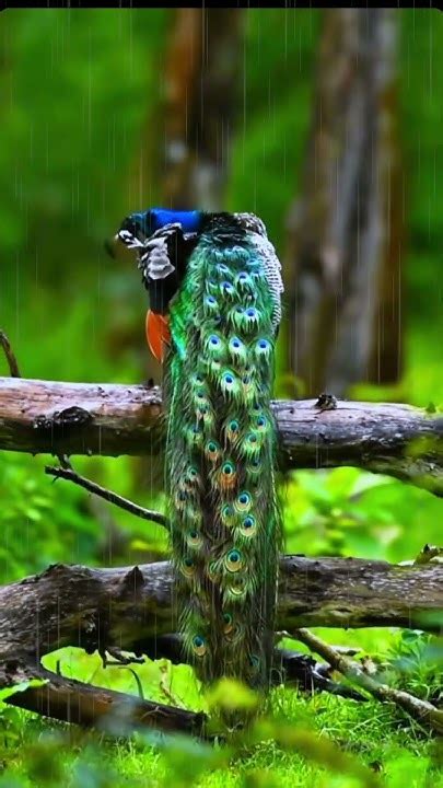 Peacock Injoy Rain 🦚🌧️ Trending Viral Shorts Youtubeshorts