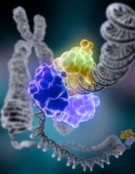 Inherited Mutations Identified In Advanced Prostate Cancers National