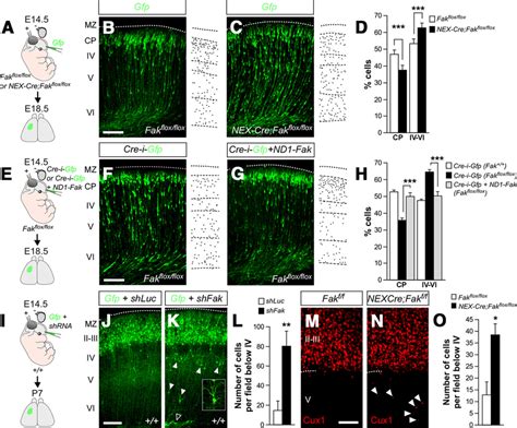 Fak Removal From Neurons Disrupts Radial Migration In A Cell Autonomous