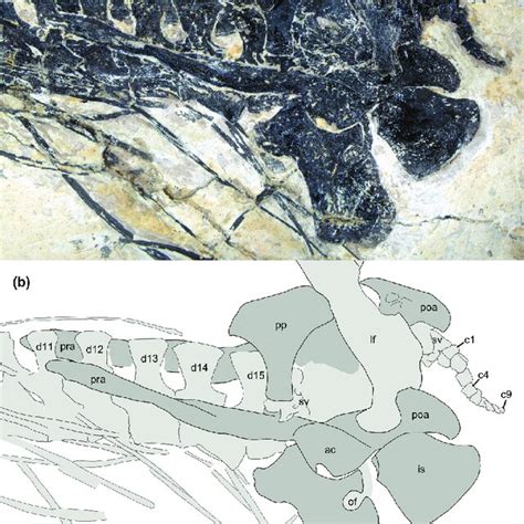 Caudal Series And Pelvic Girdle Of The New Postcranial Skeleton Of The