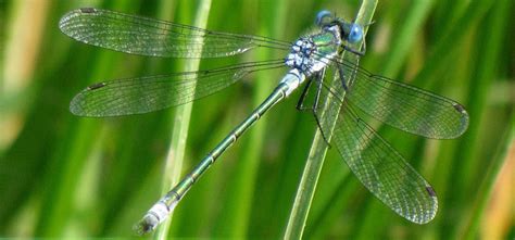 Damselfly Guide