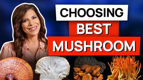 Medicinal Mushrooms Benefits Best Medicinal Mushroom Supplements