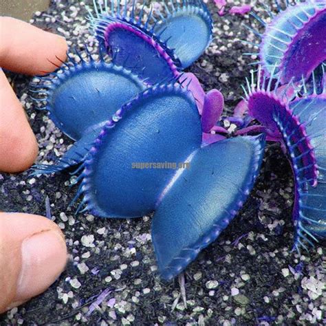 Pcs Garden Potted Blue Insectivorous Plant Seeds Rare Dionaea