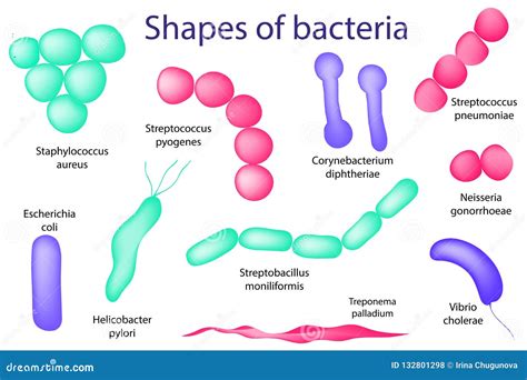 Hand Drawn Microbiology Set Arrangements Of Bacterial Microorganism