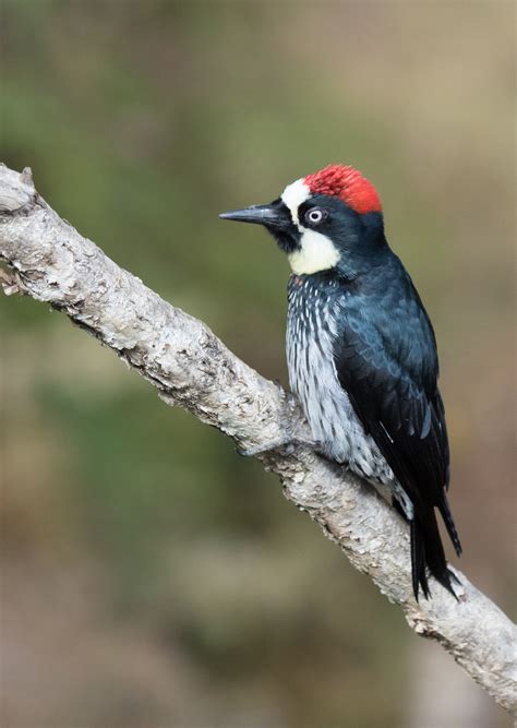 Unraveling The Mystery Do Acorn Woodpeckers Migrate Birds Of The Wild