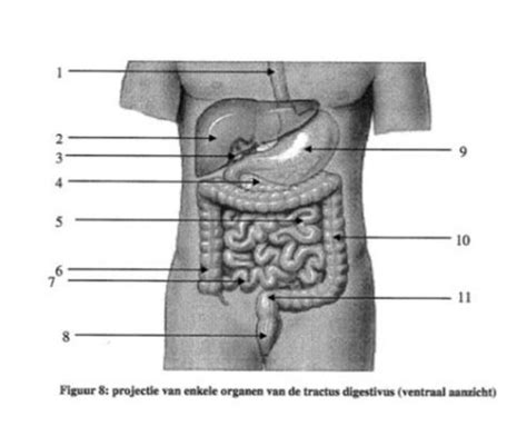 Kaarten Pathologie Organen Tractus Digestivus Quizlet