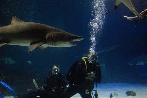 Diving with Sharks - For Scuba Divers