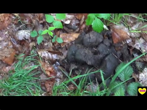 Bellas Selfcleaning Boots XVIDEOS